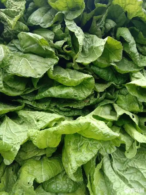 30元 起批量 1000斤起批 发货地址 四川省资阳市乐至县