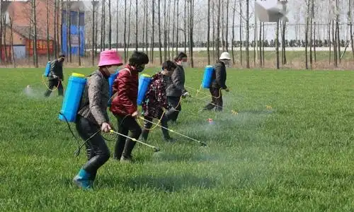 春季麦田除草期的最佳打药时机选药与打药技巧都在这里