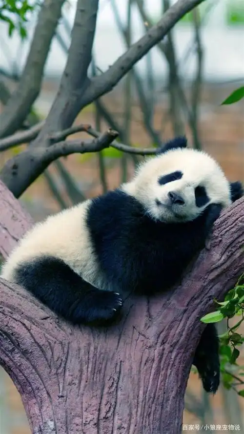 超可爱软萌国宝大熊猫摄影高清美图