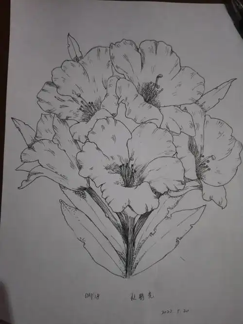 控笔练习第18天杜鹃花