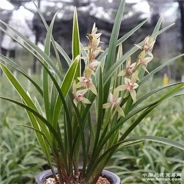 金边建兰黄金彩虹8苗3花中通包邮