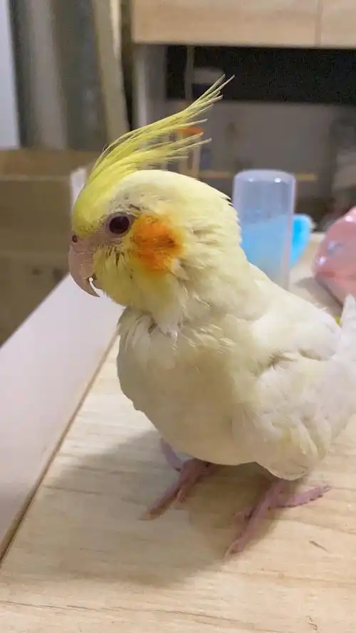 请问这只原始灰玄凤鹦鹉多大了