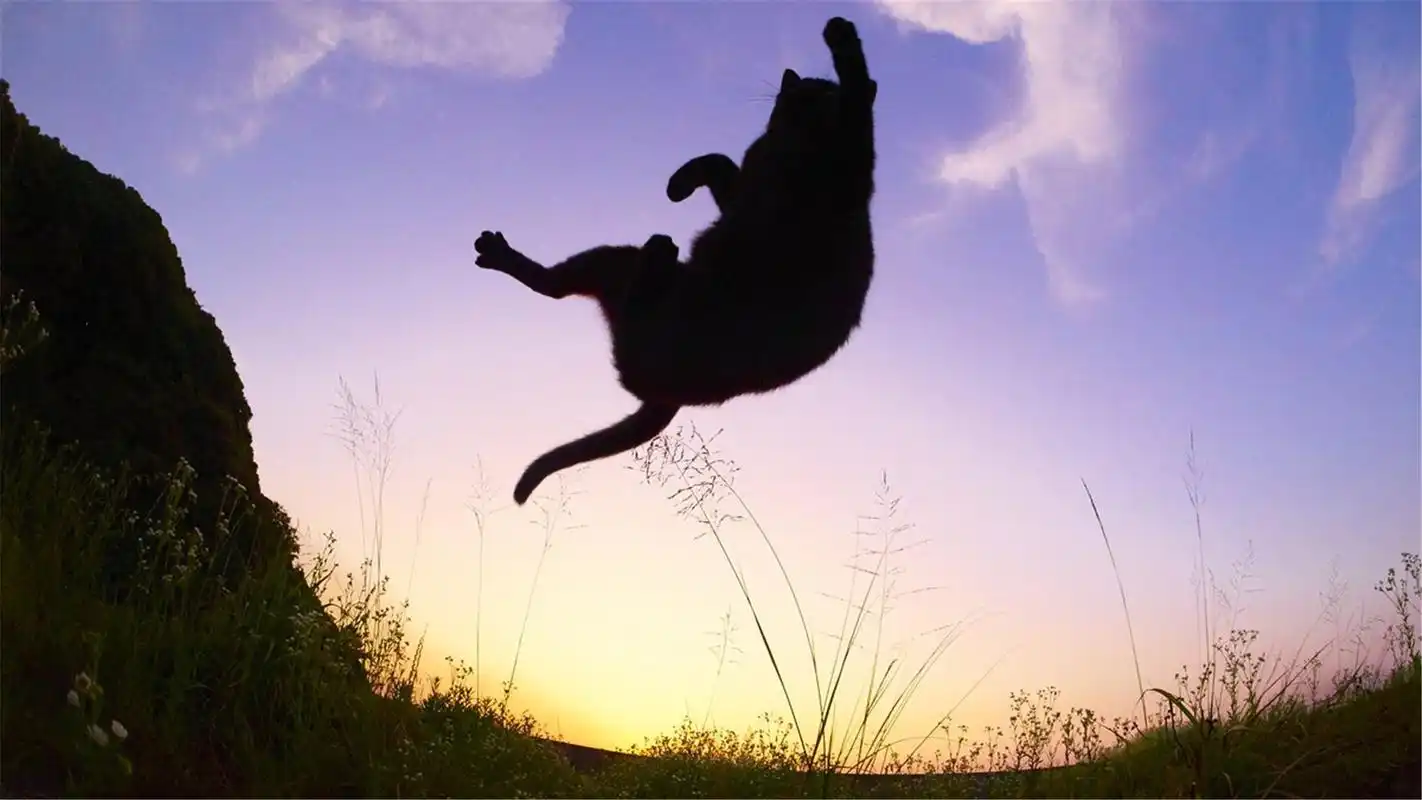 猫咪的魔性舞蹈搞笑宠物电脑桌面壁纸高清大图预览1600x900_动物壁纸