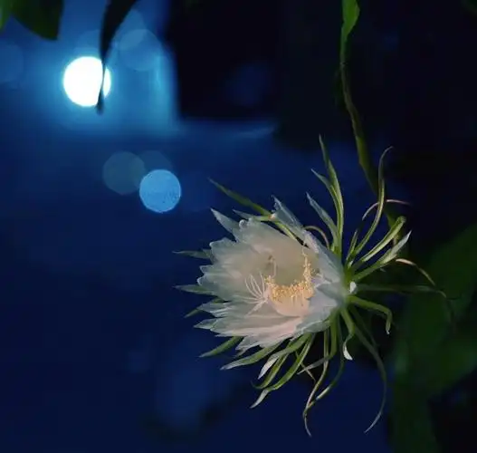 稍纵即逝的昙花