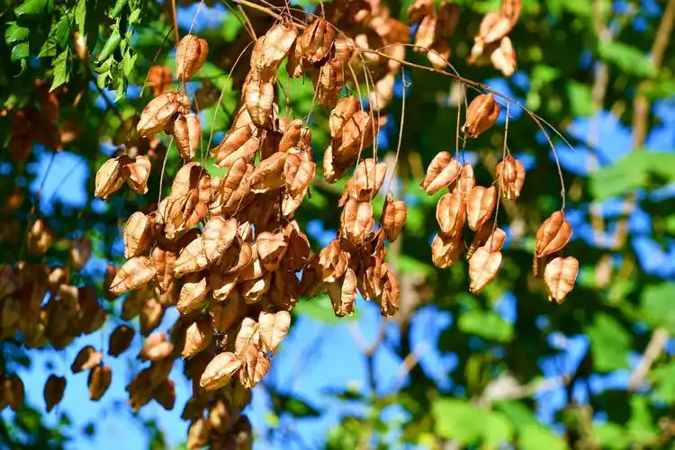 成熟的栾树果实,原创拍摄__财经头条