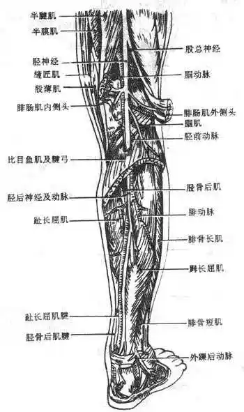 第六节 小腿后部