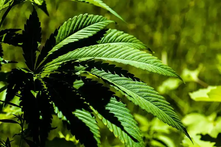 小五台野生植物火麻