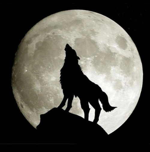 【配乐诗朗诵】李瑞峰朗诵江北的作品《狼王》