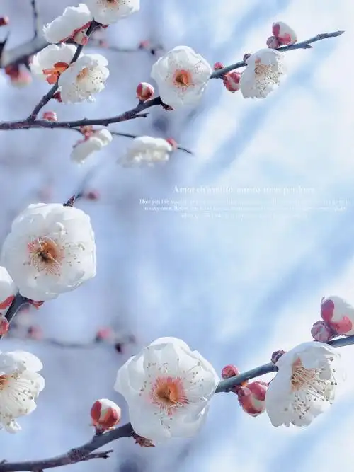 如懿最喜欢的梅花开了