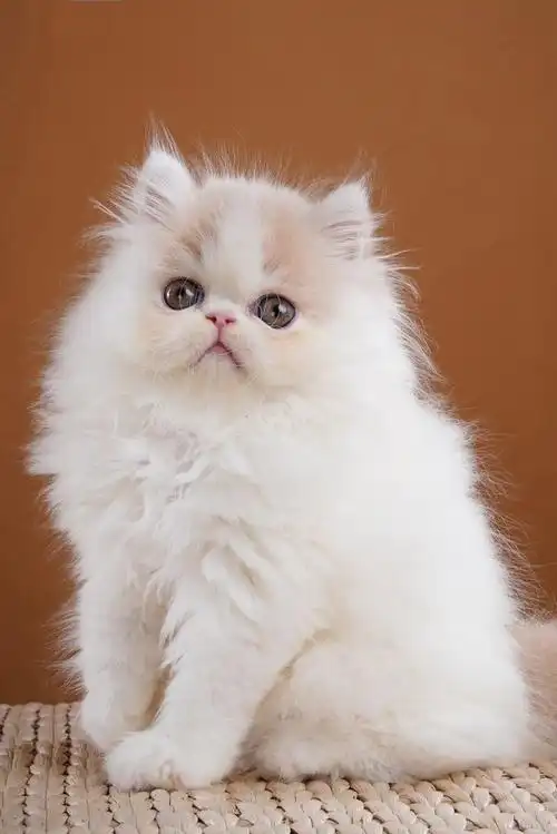 《世界上最萌的猫咪音画组图欣赏》旭.东方制作!|老小孩讲述