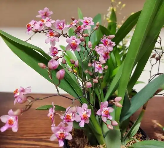 不管是大花蕙兰还是春兰,还是其他的兰花,因为兰花类的植物都比较耐寒