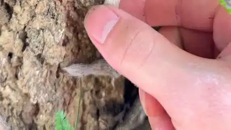 白毛蛇,因其长满白色的绒毛而故名