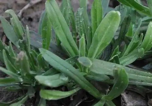 面条菜是酸性还是碱性开花能吃吗