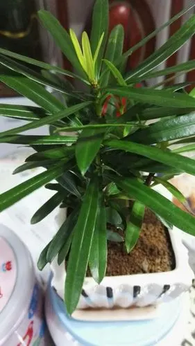 想看一下石兰花的图