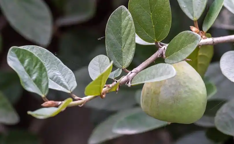薜荔图片薜荔野菜图片