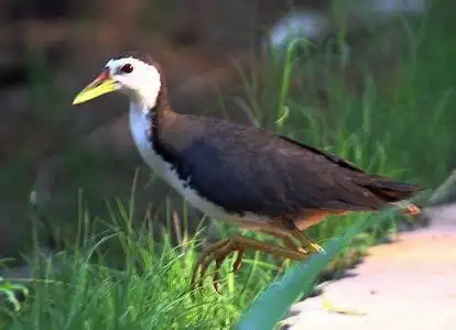白面水鸡 也叫白胸苦恶鸟