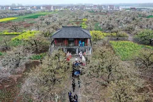 江苏滨海:万亩梨花竞开放