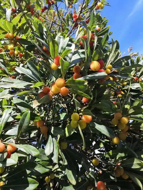梅县山里的纯野生杨梅