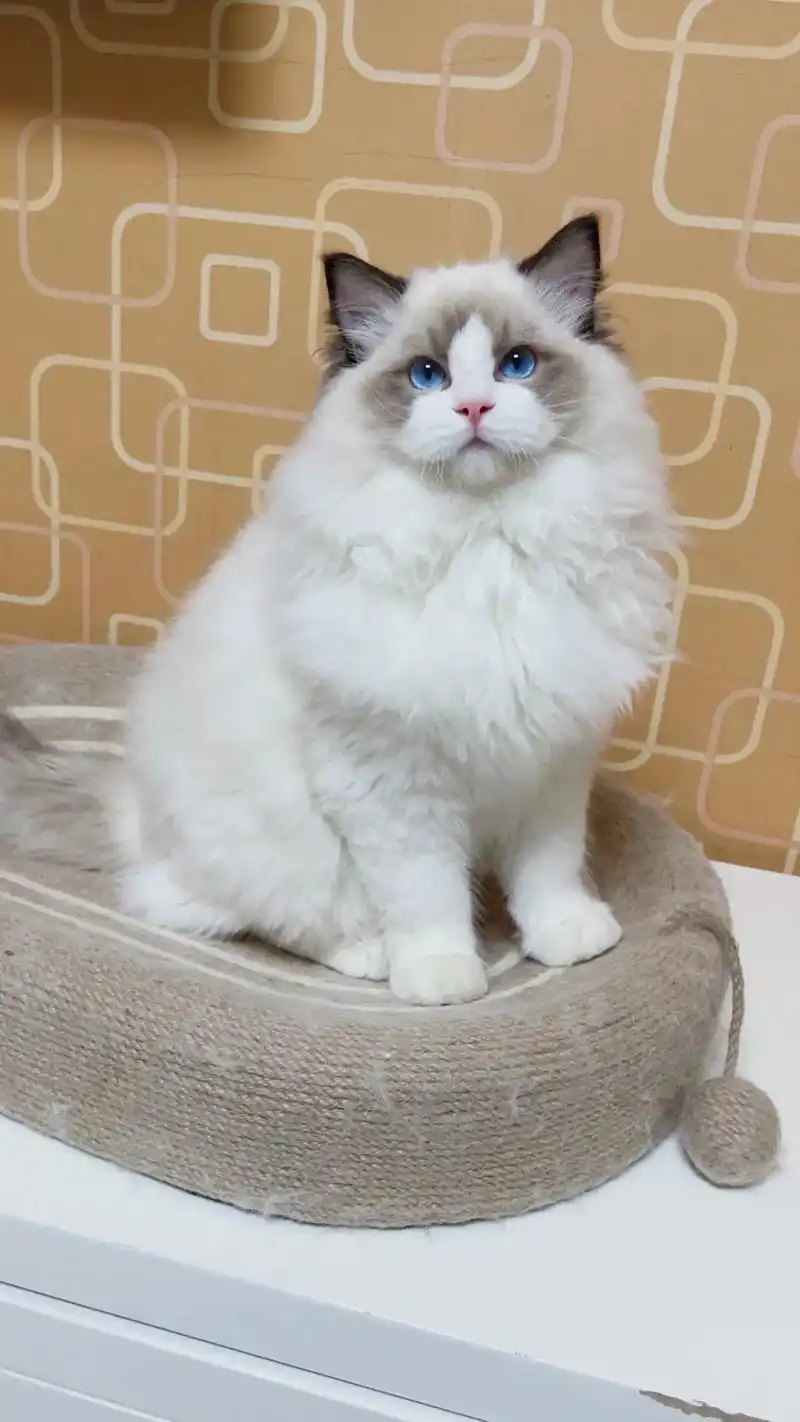 北京布偶猫,特价找新家,靠谱可上门.4只布偶猫23年8月份出 - 抖音