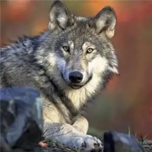 霸气凶残的狼的头像凶残的狼图片