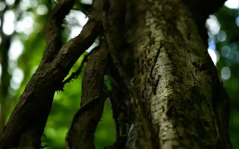 大树树干树枝高清壁纸800x600分辨率查看