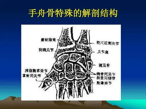 经典课件 手舟骨特殊的解剖结构