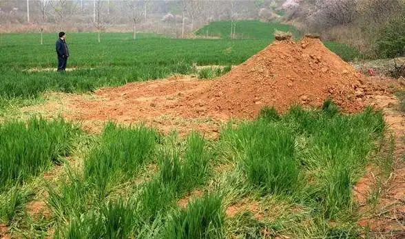 麦田一夜之间现坟墓,开棺后有活人