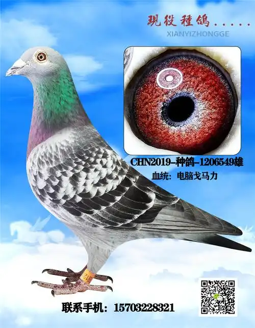 1人环 号:性 别:雄目 录:现役种鸽欣赏人 气:708次血 统:电脑戈马力