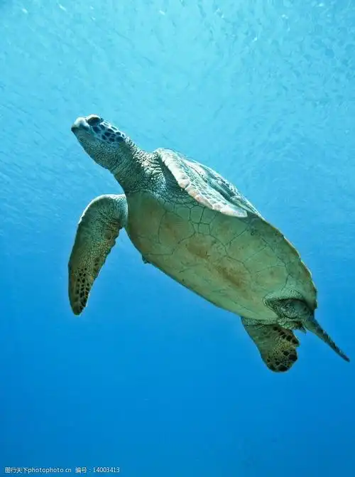 海龟海中游泳图片