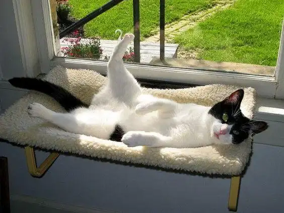 【创意研究】什么是优雅的葛优瘫