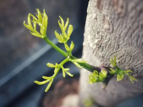发芽了春天快到了