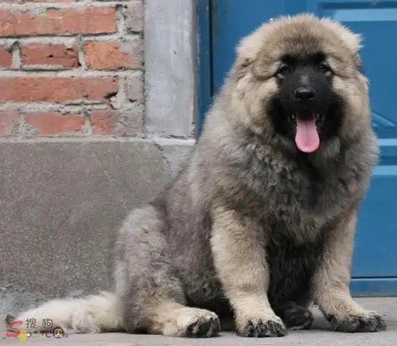 出售:: 赛虎&欢欢——3个月小母犬(2009年6月7日)—————"已经出售