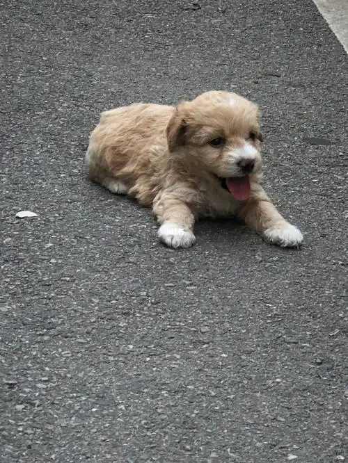 泰迪串串找领养啦 要珍惜 不当土狗养 不丢弃 湘潭本地可看 都非常