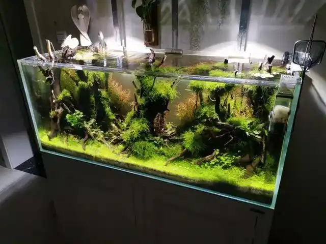 草缸开缸教程:漂亮的120cm缸造景,水草缸玩的就是平衡!