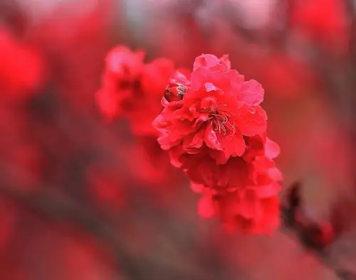 重庆大渡口各色桃花开满双山