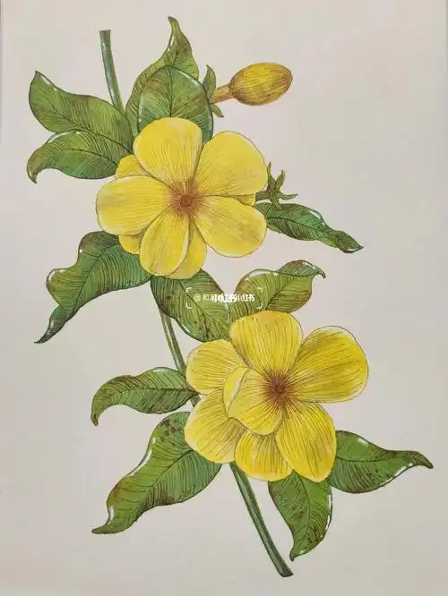 迎春花水彩淡彩花卉