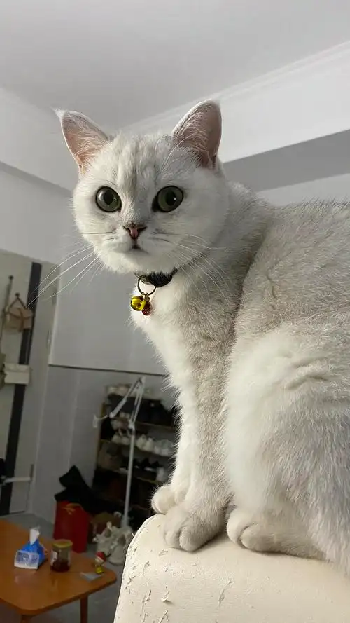 母猫银渐层颜值高71配种