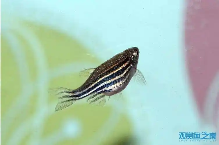 斑马鱼怀孕了,快要生了 - 斑马鱼 - 龙巅观赏鱼