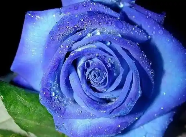 蓝色妖姬的寓意