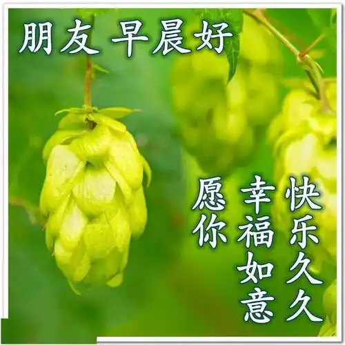 8张最美风景早上好祝福图片带字,温馨 好看的清新早安祝福图片带祝福
