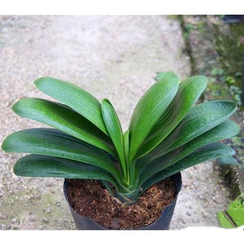 君子兰宽叶圆和尚室内名贵盆栽当年开花高端君子时令草本花卉