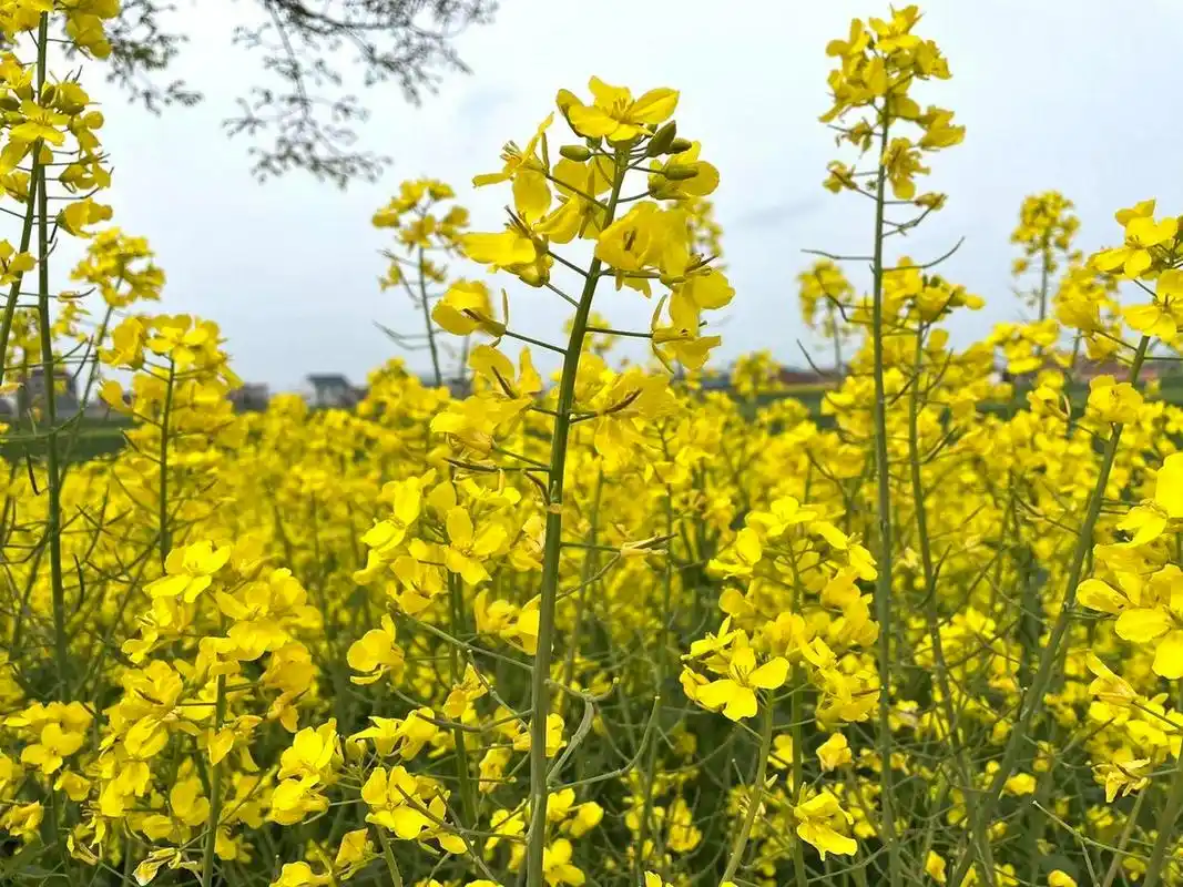 这都是我的天下 有一种春天叫油菜花开 感受大自然的气息和美景 奔向