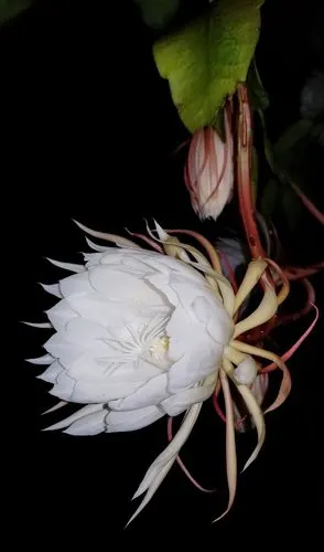 又见昙花开 - 美篇