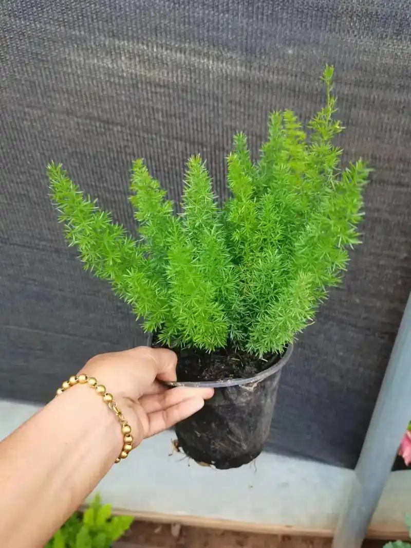 天门冬批发#花卉绿植 #室内盆栽 #花店日常 # - 抖音