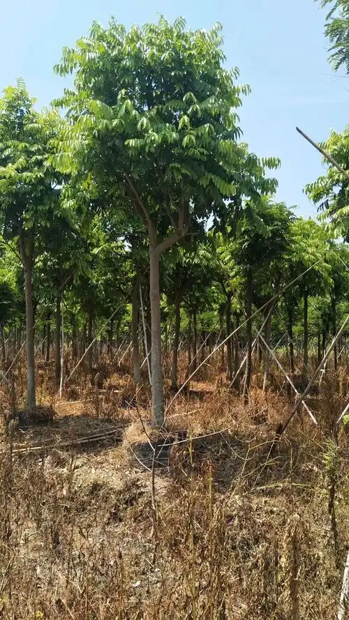 仁面子树 仁面 银莲果 园林道路公园绿化用苗