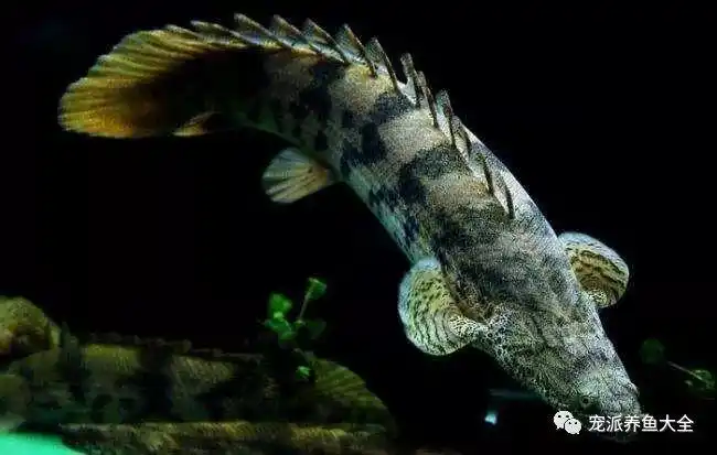 【每日一鱼】虎纹恐龙王鱼,有水中活化石之称