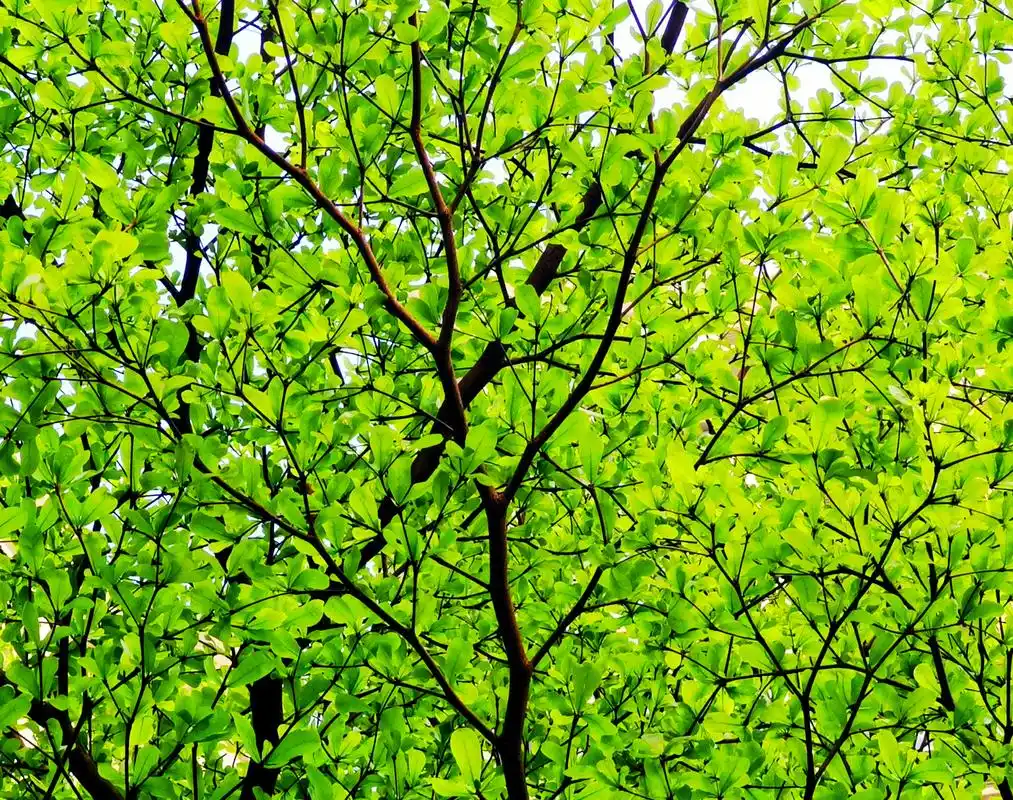 小叶榄仁是使君子科榄仁属落叶乔木.