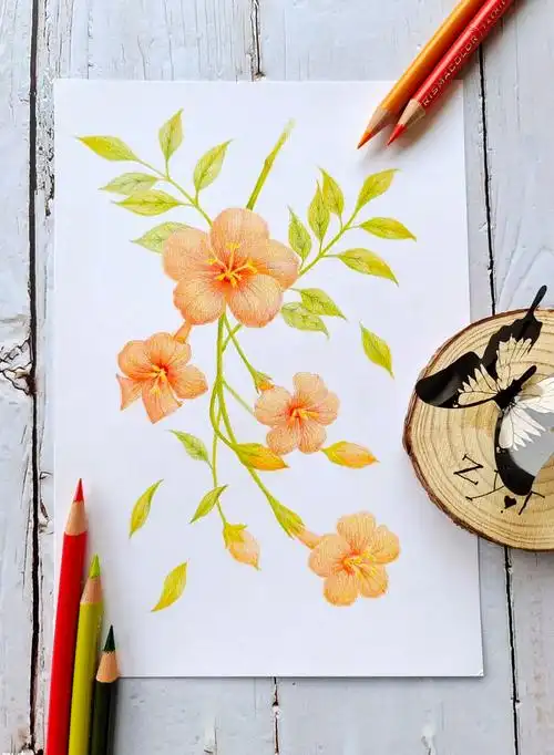 彩铅花卉#凌霄花插画图片壁纸