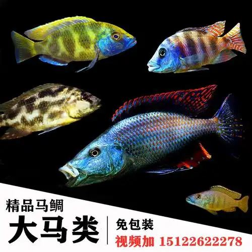 三湖慈鲷热带鱼观赏大尺寸活体马鲷岩栖孔雀大马鱼蓝马面淡水包活