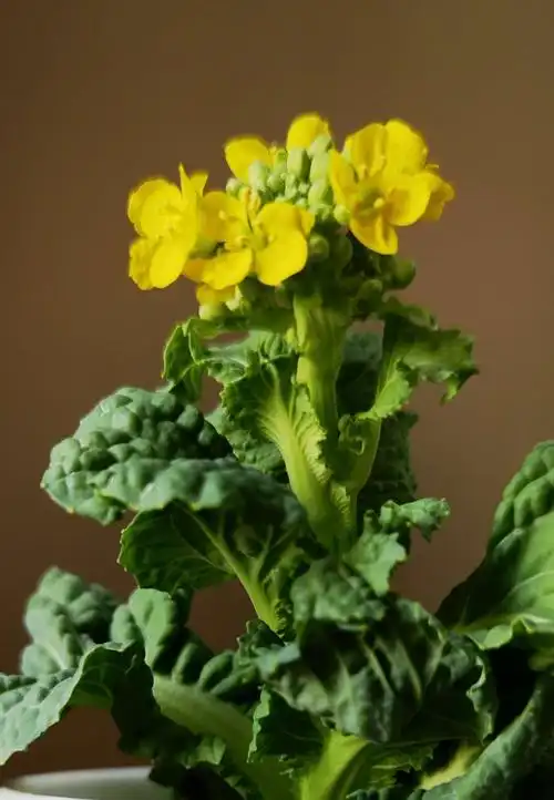 种白菜观察日记 - 美篇